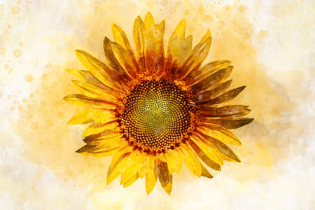 Sunflower in watercolor style, floral illustration for scrapbook or greeting cardsの写真素材