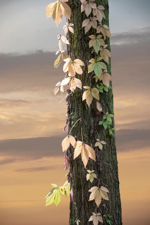 Colorful leaves of wild grapes hanging from a tree. Autumn landscape.