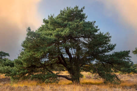 Swampland with big trees in the winter under an evening sky. Winter landscape in the Netherlands.の写真素材