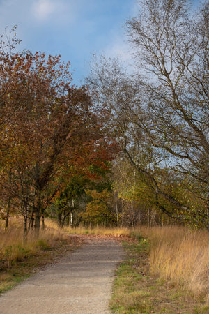 Autumn forest scenery with road of fall leaves. Footpath in autumn forest nature.