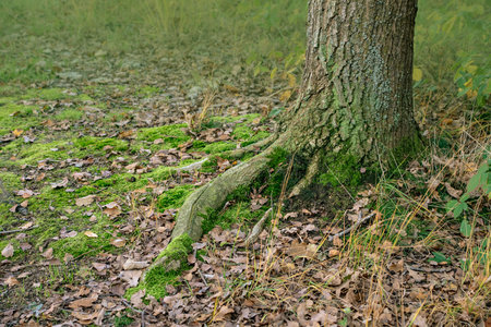 Moss covered tree roots. Tree Roots in the Winter Forest.