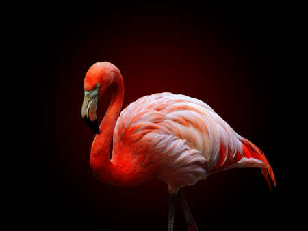 American flamingo (Phoenicopterus ruber), isolated on black background. Large species of flamingo also known as the Caribbean flamingoの写真素材