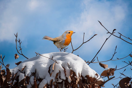 European Robin - Erithacus rubecula sitting, perching in snowy winter, spruce with snow in the...