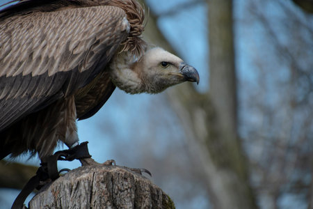 Portrait of a griffon vulture Gyps fulvus sitting on a tree stump