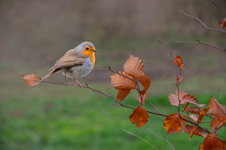 The European robin (Erithacus rubecula) known simply as the robin or robin redbreast