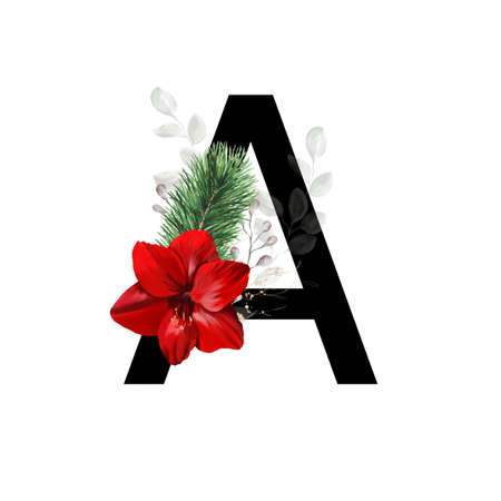 Capital letter A decorated with red amaryllis flower and pine twig. Letter of the English alphabet with christmas decoration.の写真素材