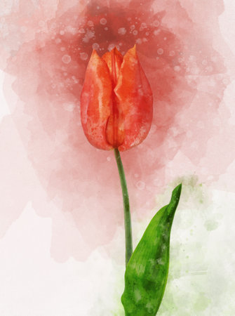 Watercolor red tulip. Hand drawn watercolor spring flower perfect for design greeting card or print.の写真素材