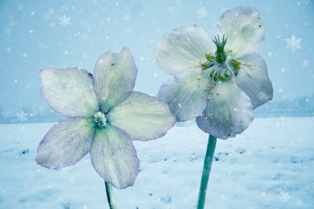 Hellebore in a winter landscape. Despite names such as winter rose, Christmas rose, and Lenten rose, hellebores are not closely related to the rose family Rosaceae. Many hellebore species are poisonous.の写真素材