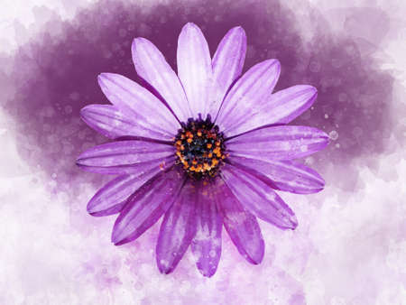 Pink african daisy floral botanical flower. Watercolor background set. Isolated aster illustration element.の写真素材