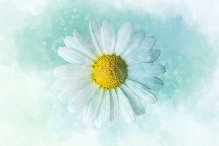 White daisy floral botanical flower. Watercolor background illustration set. Isolated daisy illustration element.の写真素材