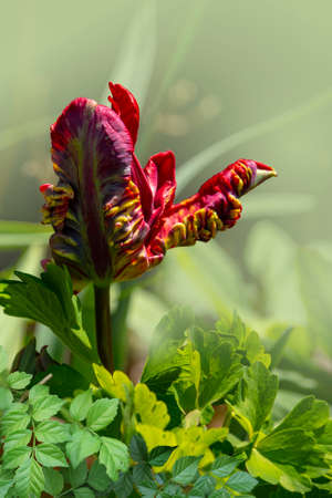 Red parrot tulip bloom in springtime. Spring flower, natural backgroundの写真素材