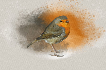 Watercolor robin red breast. Hand painted bird isolated on white background. Wildlife illustration for design, print, fabric or background.の写真素材