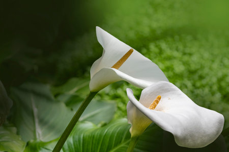 Calla lily flowers, closeup of beautiful white flowers in full bloom in spring, arum lily ,gold calla. white calla.の写真素材