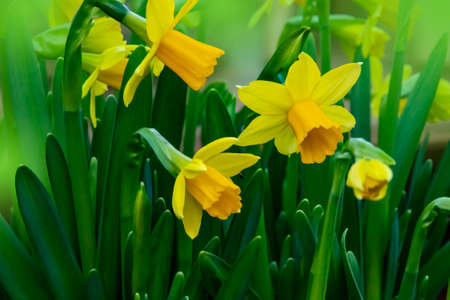 several bright yellow doffodils in full bloomの写真素材