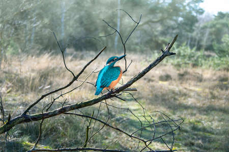 Common kingfisher sitting on a branch. Alcedo atthis also known as the eurasian kingfisherの写真素材