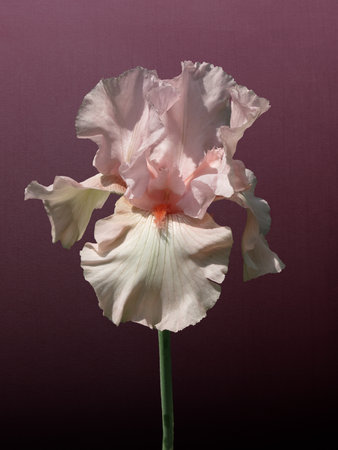 Bright pink Iris flower isolated on purple background. Beautiful spring flowers.の写真素材