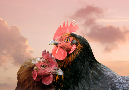 Brown hen and brown grid. Chicken, poultry. Farm animals. Fowl outdoors. Free range chicken. chicken...