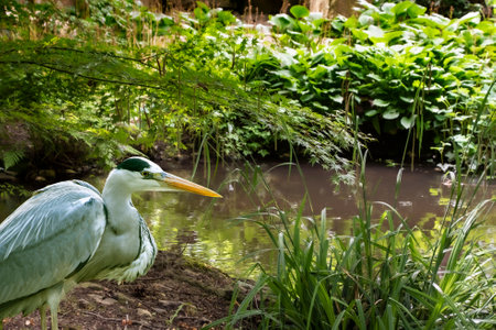 Gray heron, Ardea cinerea, a massive gray bird wading through a flat lake searching for fish, with fluffy feathers, large beak, long feathers on back side of head, scene from wild natureの写真素材