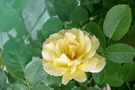 Beautiful big yellow rose on blured background. Yellow rose on the bush. Delicate rose macro.