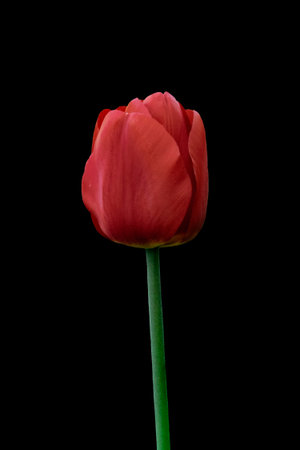 Red tulip flower isolated on black background. Tulip flower head isolated on black. Springflower.の写真素材