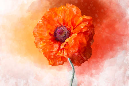 Poppy flower illustration. Watercolor drawing in hand painted vintage styleの写真素材