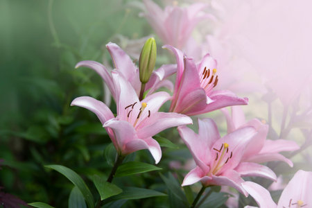 Beautiful pink lily flowers in the summer garden. Lily Lilium hybrids flower.