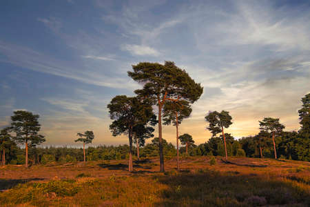 Dutch summer landscape in the evening with trees, grass and dramatic skyの写真素材