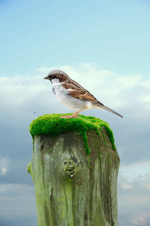 Close up of house sparrow, Passer domesticus, sitting on a dead tree stumpの写真素材