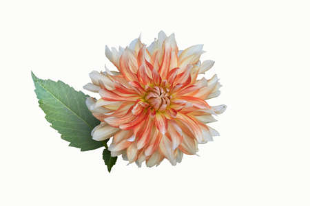 White and orange Dahlia Flower Isolated on white background. Beautiful ornamental blooming garden plantの写真素材