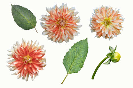 White and orange Dahlia Flowers Isolated on white background. Beautiful ornamental blooming garden plantの写真素材