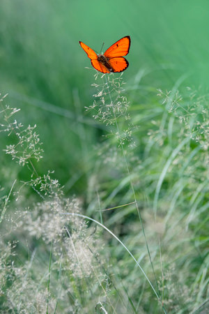 Purple - edged copper (Lycaena hippothoe) butterfly resting in the meadowの写真素材