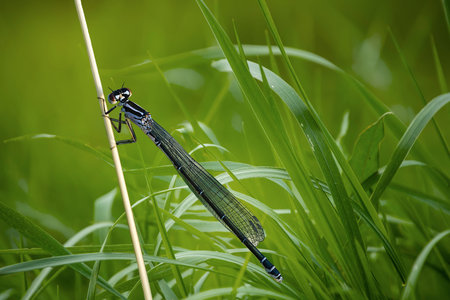 Big dragonfly, flying predatory insect belonging to the order Odonata. Dragon fly resting on grass...