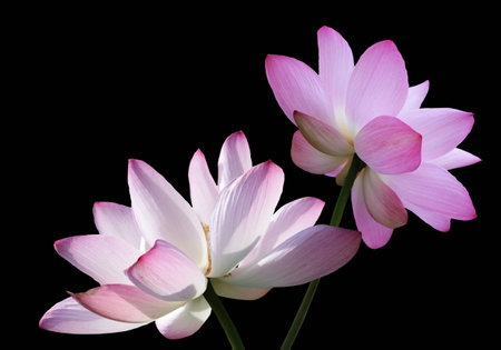 Close up of blooming pink Lotus flowers against the black background.の写真素材