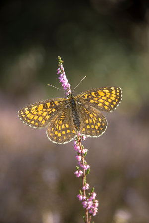 Duke Of Burgundy Fritillary Butterfly - Hamearis lucina on the meadowの写真素材