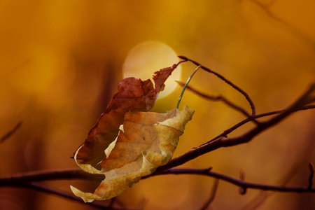 Autumn yellow leaves in autumn park. Fall background with leaves in sun lights with bokeh. Beautiful...