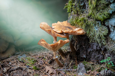 armillaria gallica mushroom cluster on a tree stumpの写真素材