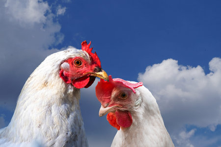 White hen and white rooster. Chicken, poultry. Farm animals. Fowl outdoors. Free range chickens....