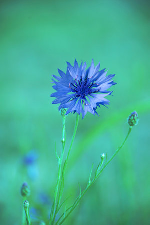 Cornflower, Centaurea cyanus, Asteraceae. Cornflower Herb or bachelor button flower in garden.の写真素材