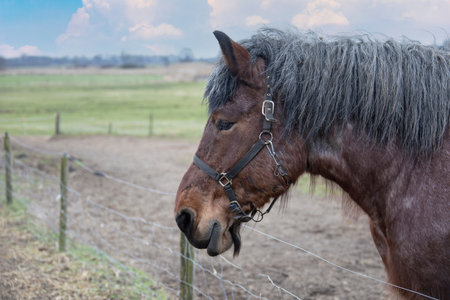 Portrait of Ardennes horse, close up animals.の写真素材