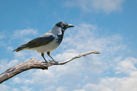 Close-up of magpie perching on a dry branch at summerの写真素材