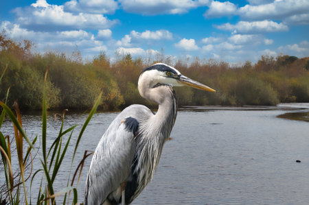 Close up shot of Great blue Heron bird at the lake on a spring morningの写真素材