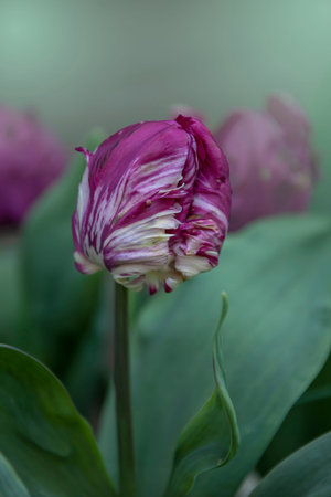 Purple parrot tulip bloom in springtime. Spring flower, natural background