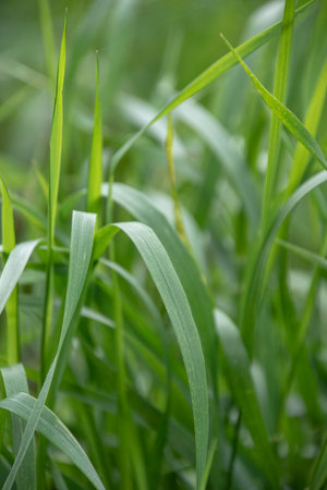 Background of a green grass. Green grass texture Green grass texture from a field. Green Grass Close...