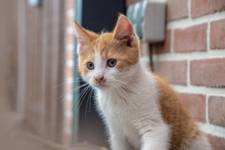 Portrait of a cutered white kitten. Newborn kitten, Baby cat, Kid animal and cat concept. Domestic animals. Home cap. Cozy home cat, kitten. copy-space.の写真素材