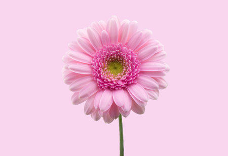 Bright pink daisy, chamomile or Gerbera isolated on bright pink or blush background. Chamomile flower head close up. Deep focusの写真素材
