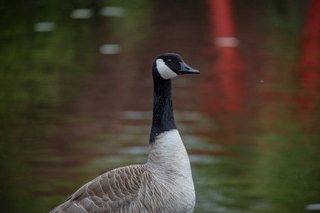 The Canada Goose (Branta canadensis) is a species of bird in the family Anatidaeの写真素材