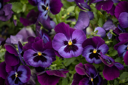 Purple panties background. Pansies flowers closeup. Violet white color.の写真素材