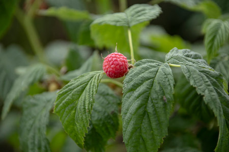 Fresh red raspberry on branch with green leaves, harvest of rasberries in countryside gardenの写真素材
