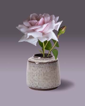 Single pink rose in round vase isolated on gray backgroundの写真素材