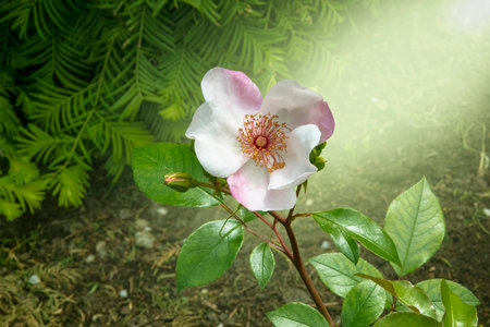 Close up wild rose hips bush in nature with bright wild rose or dog roseの写真素材